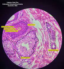 tecido conjuntivo denso nao modelado histologia ufam histologia tecido conjuntivo tecido epitelial