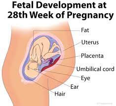 Buah nanas memiliki kandungan asam yang cukup lumayan tinggi. Perkembangan Janin Usia 28 Minggu Bidanku Com