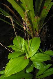 Image result for Liparis harketii