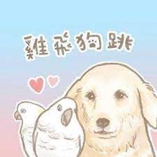 雞飛狗跳