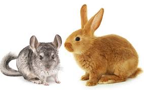 Rabbits may be easy to love, but they're not quite as easy to care for. Can Rabbits And Chinchillas Live Together