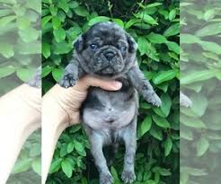 Pug puppies for sale in michiganselect a breed. View Ad Pug Puppy For Sale Near Michigan Dearborn Heights Usa Adn 135235