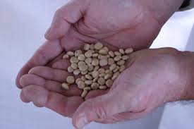 Borrowed from latin lupīnus, from lupus (wolf). Aim2flourish Regional Lupine Products Balancing Profit And