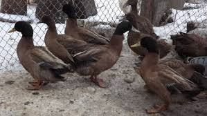 Incubator naik motor (2) anak ayam kacuk (1) anak ayam pelapis ketiga (1) anak itik khaki campbell (1) anak lavender (1) cincila (1) chiffon + jacquard floral silk (1). Itik Membiak Dengan Gambar Dan Keterangan