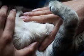 We might also remove the closest lymph node to look for. Cat Nipples How Many Do Cats Have Do Males Have Them Too