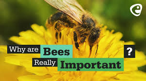 Check spelling or type a new query. Why Are Bees Important Youtube