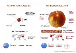 Modifying plants is harmful in crops and food but not to fight covid? Then Vs Now Our Favorite Foods Before And After Genetic Modification Food Insight
