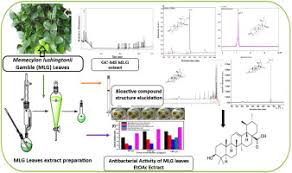 Image result for Memecylon sp. D