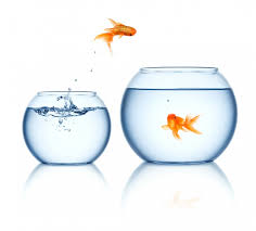 Japon balığı denilince akla ilk gelen çin olmalıdır.çünkü akvaryum tarihine bakarsak ilk süs balığı üretimi ms 970 yıllarında çinde sung hanedanlığı döneminde mat kahverenkli bir sazan türü olan carassius auratusve diğer türlerinin melezlemiş ve goldfish ( altn balığı) adını. Beslenmesi Kolay Balik Turleri 10 Oneri Kedi Kopek Ve Diger Evcil Hayvanlar Icin En Iyi Bakiciyi Bul Petsurfer