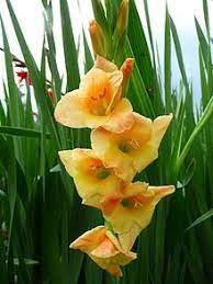 Gladiolus Wikipedia The Free Encyclopedia Gladiolus Flower Names Different Flowers