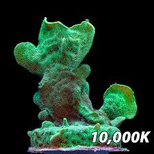 Image result for Pavonia clathrata