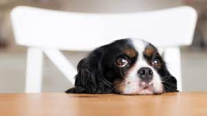 Tea and coffee contain caffeine to which dogs are extremely sensitive. 5 Things In Your Kitchen That Can Kill Pets Pet Health Insurance Tips