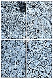 Image result for Burttia prunoides