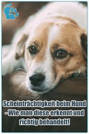 Pin Auf Runners Dog Hundeblog