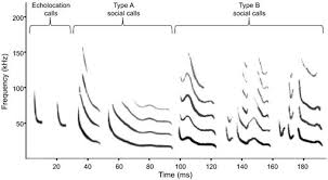 The various versions of the bat are thus not mere translations of each other, but culturally and linguistically equivalent tests. The Distinctive Structure Of Social Calls By Hanak S Dwarf Bat Pipistrellus Hanaki