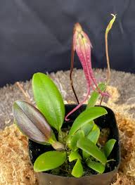 Image result for Bulbophyllum humblotii