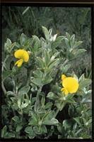 Image result for Argyrolobium fischeri