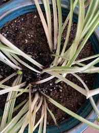 Spider plant propagation from leaf. I Am Really Worried About My Spider Plant Everytime I Take Him Down To Water There S More And More Dead Leaves I Have To Pull Is It Root Rot I Let The