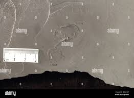 Image result for Eschenbachia