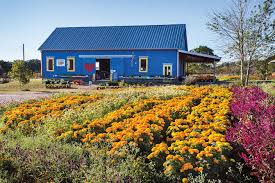 The pharmacy accepts certain health insurance plans for. From H E B To Self Service How Arnosky Family Farms Pivoted Their Flower Business Texas Highways