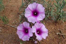 Image result for Ipomoea bolusiana