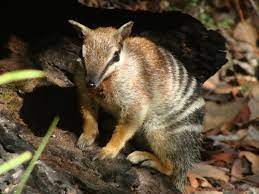 Mammals that dwell in or travel to new zealand and any nearby islands. Endangered Animals In Australia List Of 6 Critically Endangered Animals
