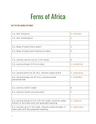 Image result for Vittaria reekmansii