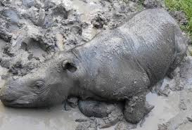 Nilu, bidar, melaram, tawakal, meroyan, rhinoceros, badak sumbu. Badaksumbusumatera Hashtag On Twitter