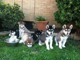 The alaskan malamute is a large domestic dog breed that was originally bred to haul heavy freight as a sled dog, they are strong and have lots of endurance. Harvest Moon Malamutes Breeder Malamute Puppies