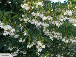 Japanese Snowdrop Tree Styrax Japonica Trade Me Ornamental Trees Garden Trees Small Trees