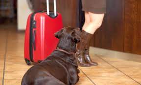 How To Become A Dog Sitter Or Pet Sitter!
