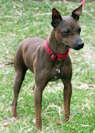 18 Dogs And Sundry Ideas Dogs Dog Breeds Puppies