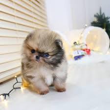 This beautiful luxury micro pomeranian is top tier quality and really sets the bar high. Pin On Baby For Sell