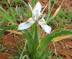 Image result for Moraea elliotii