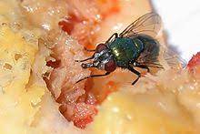 Fliegen Wikipedia