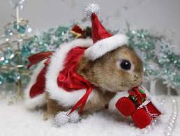Pin By Sherry Casterline On Cute Animals Animales Bonitos Pet Christmas Pictures Pet Holiday Christmas Bunny