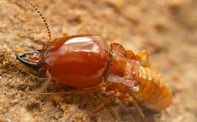 Old railroad ties may house termites. Termite Control Guaranteed Termite Solutions In South Florida