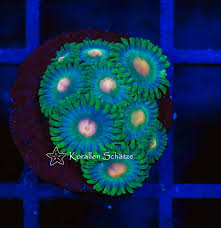 Check spelling or type a new query. Zoanthus Green Bay Packers Wysiwyg Korallen Schatze