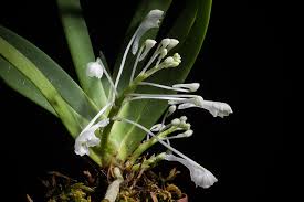 Image result for Podangis dactyloceras