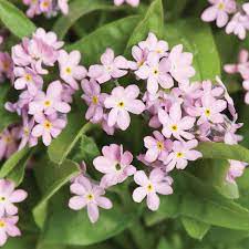 We did not find results for: Chinese Forget Me Not Seeds Mystic Pink Flower Seeds