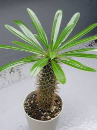 Pachypodium Lamerei Madagascar Palm World Of Succulents Madagascar Palm Succulents Cacti And Succulents