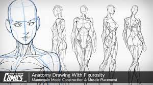 A drawing intended to explain how something works. Anatomy Drawing With Figurosity Mannequin Model Construction Muscle Placement Youtube