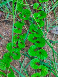 Image result for Merremia emarginata