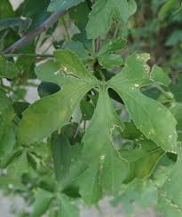 Image result for Ctenolepis cerasiformis