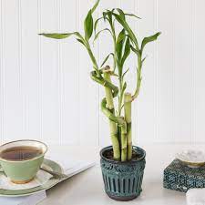 Lucky bamboo is an easy plant to care for which makes it great for offices and homes alike. Lucky Bamboo Indoor Plant Care Growing Guide