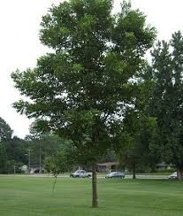 Maybe you would like to learn more about one of these? Wichita Pecan Tree Type 2 Bob Wells Nursery U S Shipping