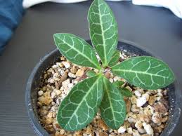 Image result for Monadenium pseudoracemosum