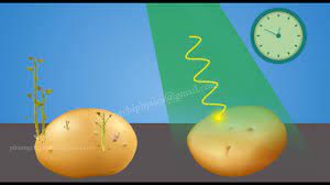 Gamma Irradiation Sterilization For Medical Devices And Food Youtube