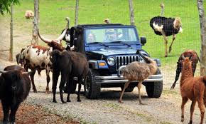Drive Thru Safari Park Circle G Ranch Groupon