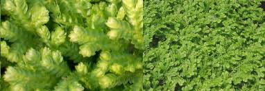 Image result for Selaginella kraussiana